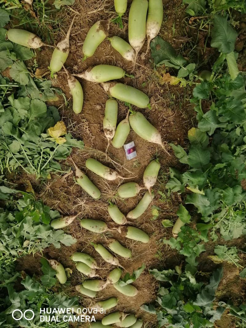 青皮萝卜，万亩基地，代办，代卖，代储存万亩基地有需要的