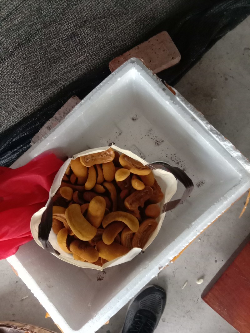 桑黄干品