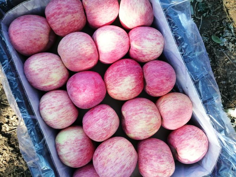 河南灵宝寺河山纸袋红富士苹果精品礼盒包装都是精品货数量不