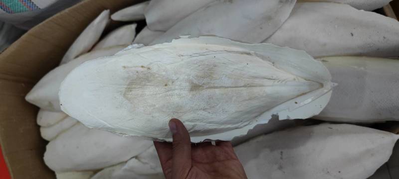 海螵硝新货乌贼骨各种规格和价格各种中药材