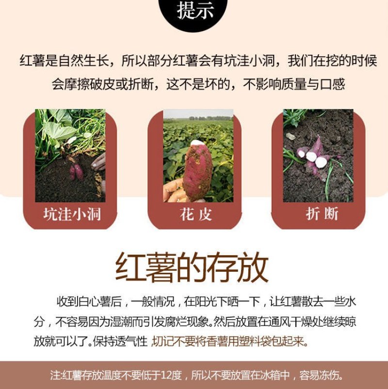 白心红薯板栗薯现挖现发农家老品种地瓜新鲜白瓤番薯多省包邮