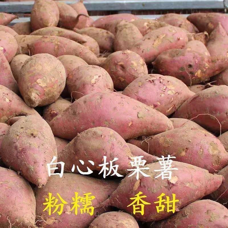 白心红薯板栗薯现挖现发农家老品种地瓜新鲜白瓤番薯多省包邮