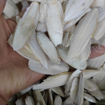海螵硝新货乌贼骨各种规格和价格各种中药材