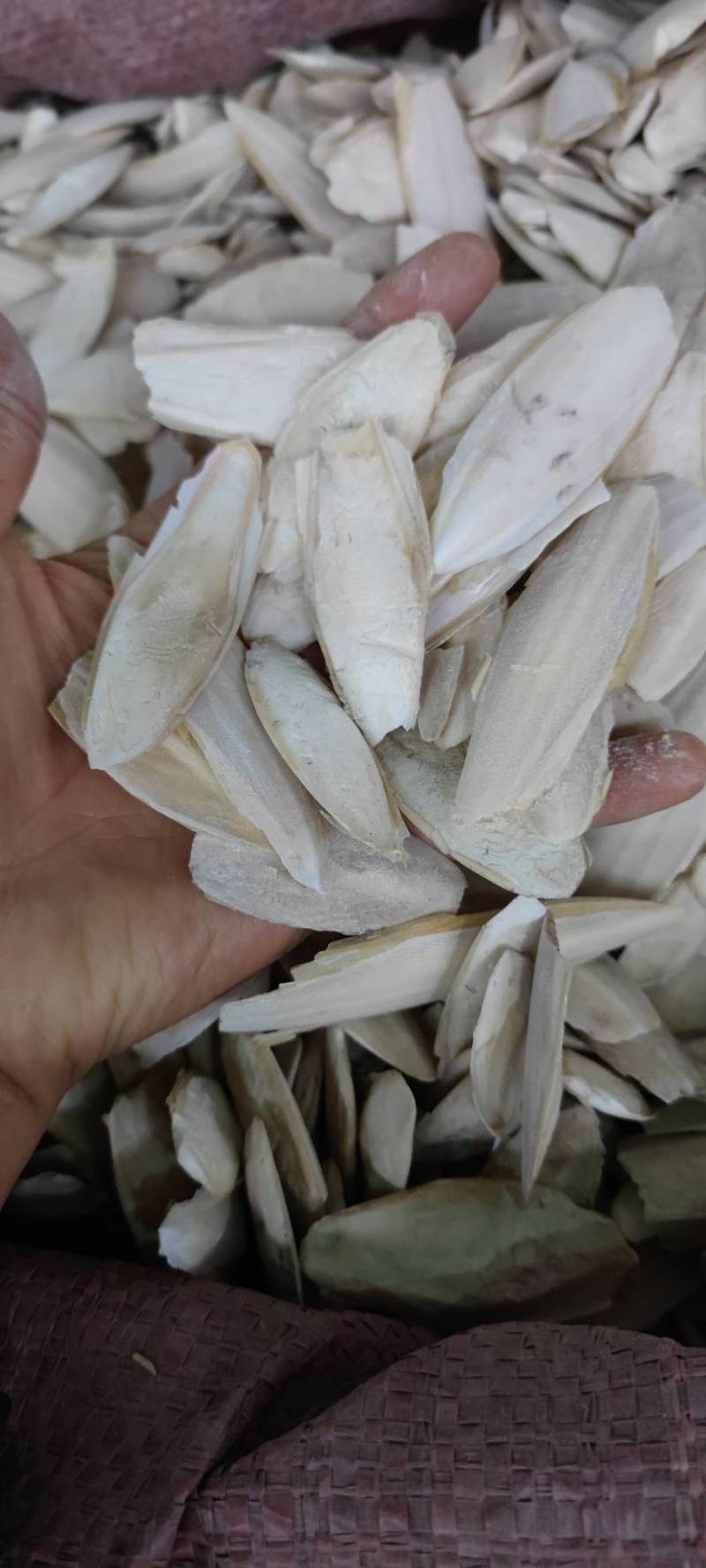 海螵硝新货乌贼骨各种规格和价格各种中药材