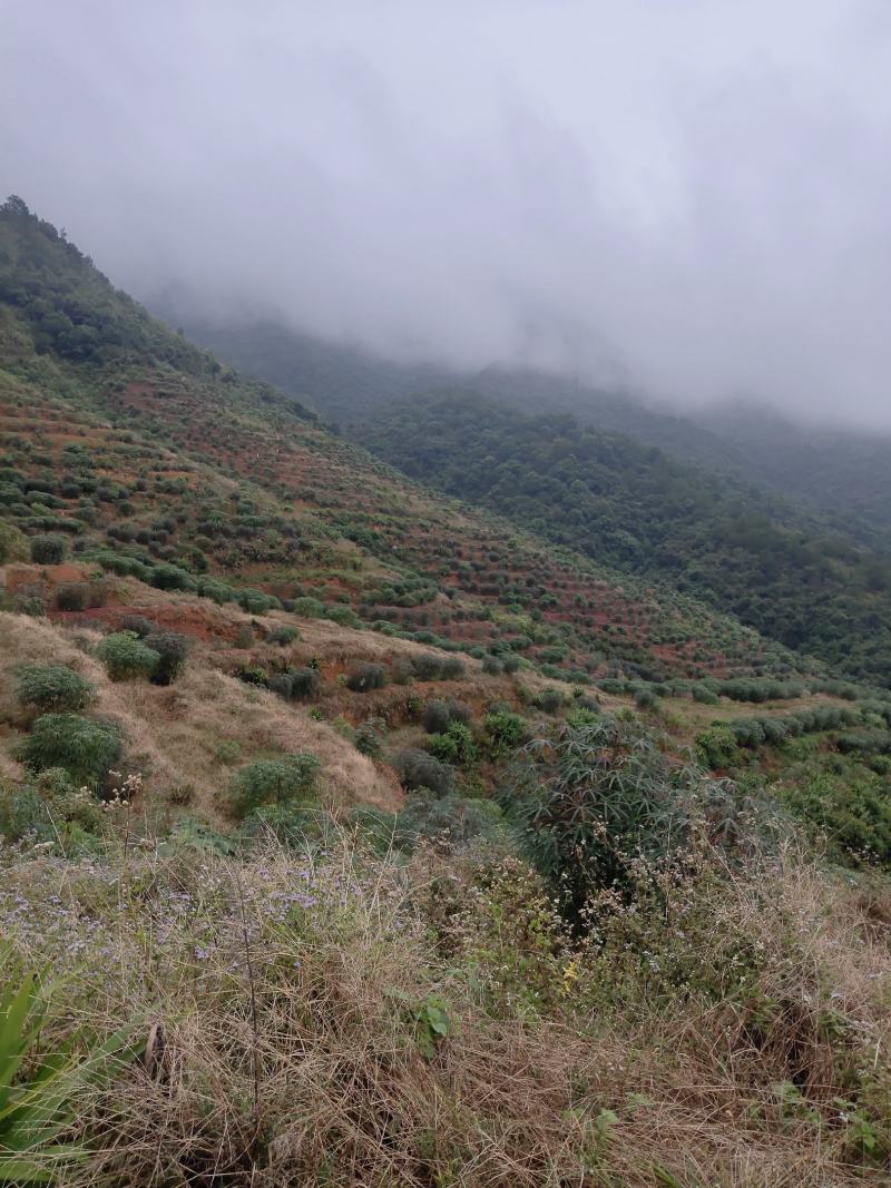 广西高山种出来的木薯，定粉很高