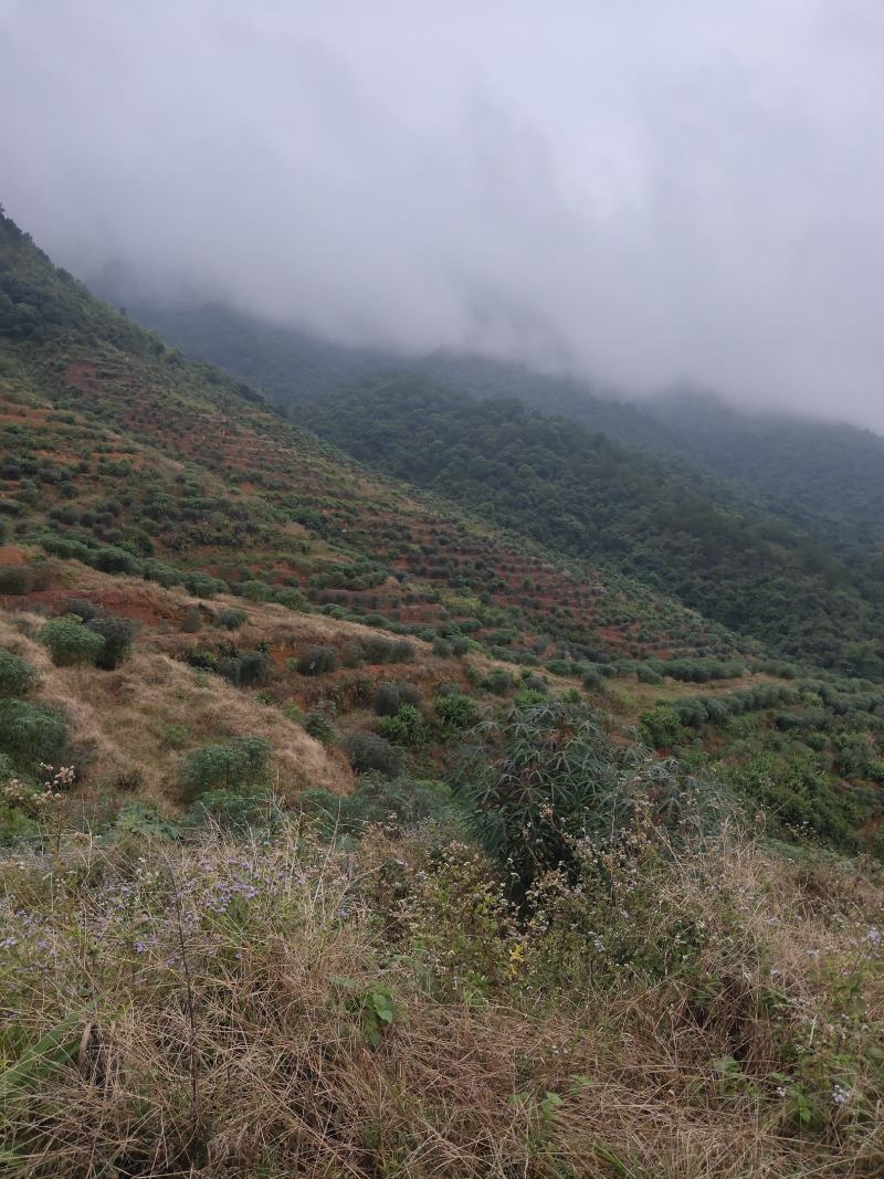 广西高山种出来的木薯，定粉很高