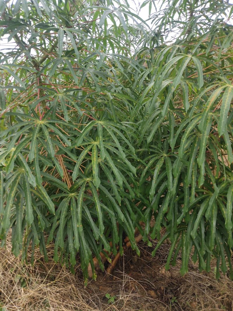 广西高山种出来的木薯，定粉很高