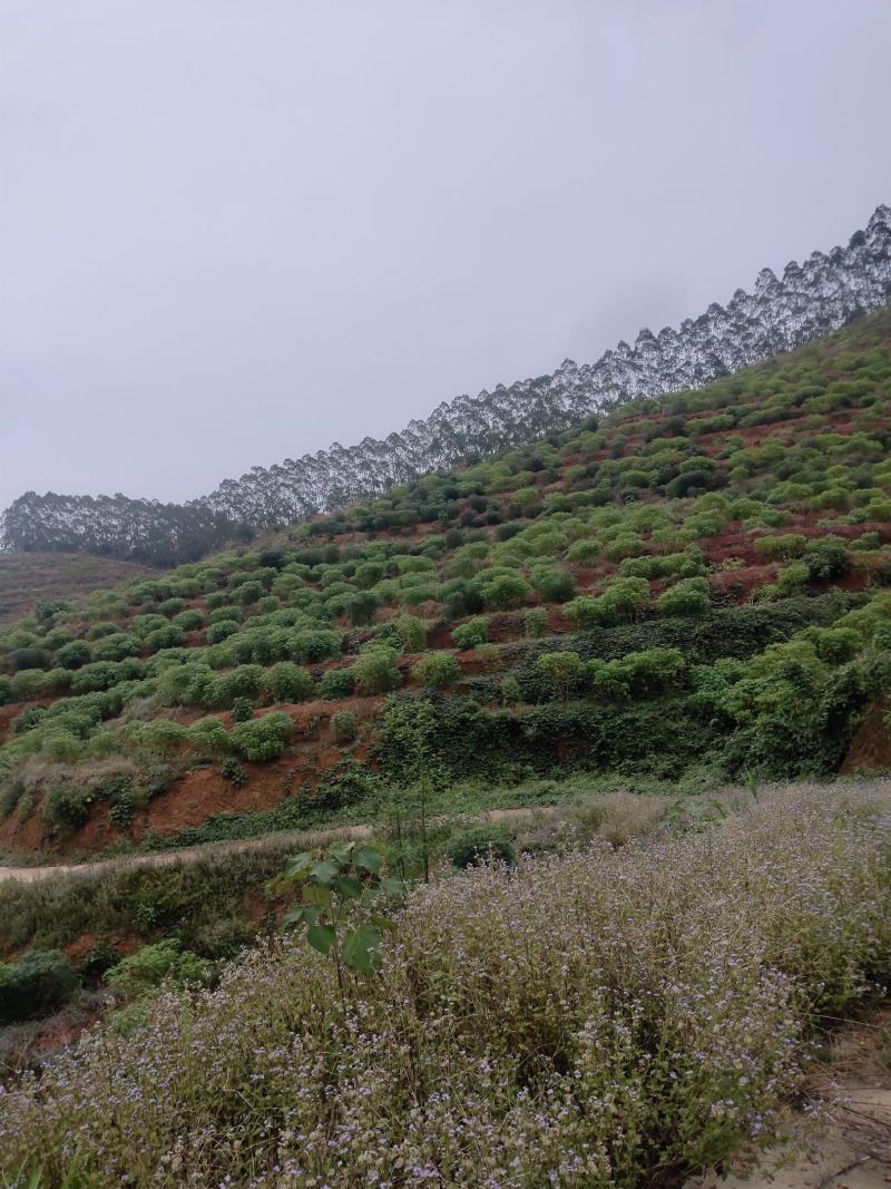 广西高山种出来的木薯，定粉很高