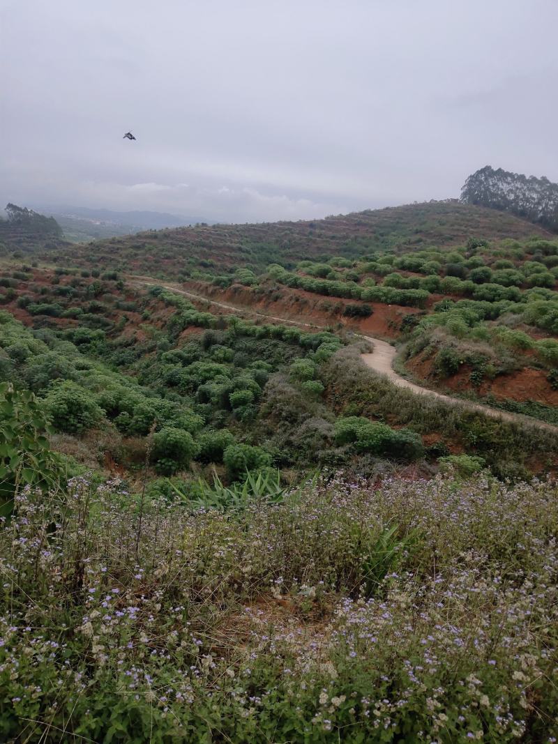 广西高山种出来的木薯，定粉很高