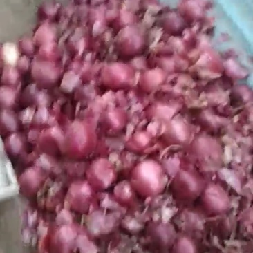 洋葱