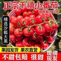 【一件】圣女果，小番茄，釜山88新鲜采摘支持微商电商