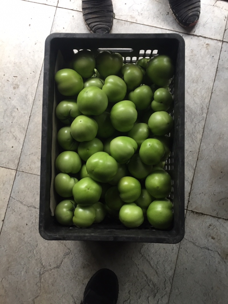 绿番茄，绿柿子基地出货淄博绿番茄专做特菜野菜