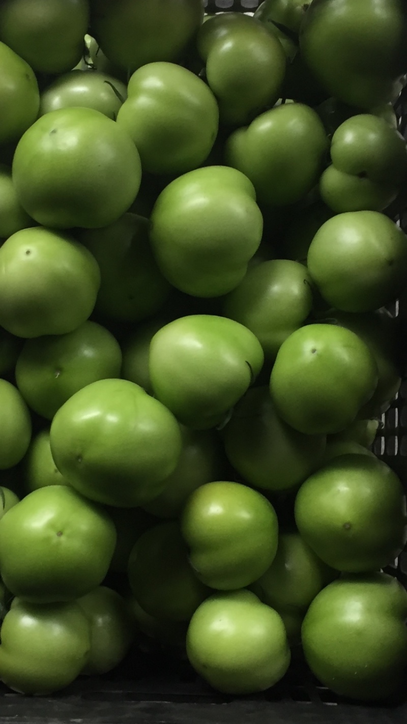 绿番茄，绿柿子基地出货淄博绿番茄专做特菜野菜