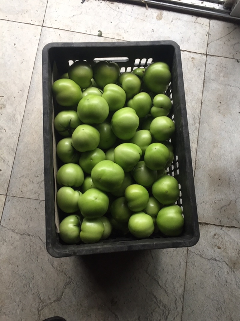 绿番茄，绿柿子基地出货淄博绿番茄专做特菜野菜