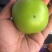 绿番茄，绿柿子基地出货淄博绿番茄专做特菜野菜
