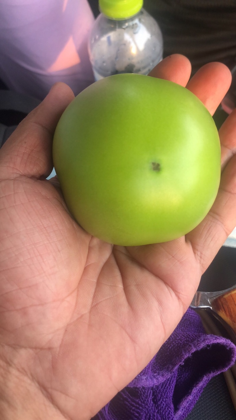 绿番茄，绿柿子基地出货淄博绿番茄专做特菜野菜