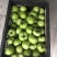 绿番茄，绿柿子基地出货淄博绿番茄专做特菜野菜