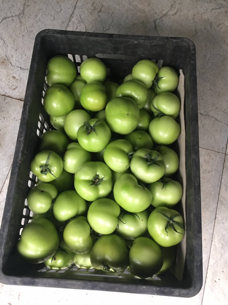 绿番茄，绿柿子基地出货淄博绿番茄专做特菜野菜