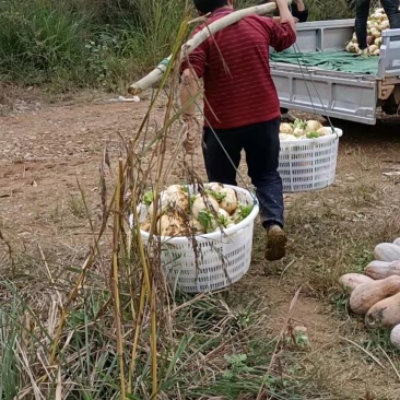 圆根甜罗卜