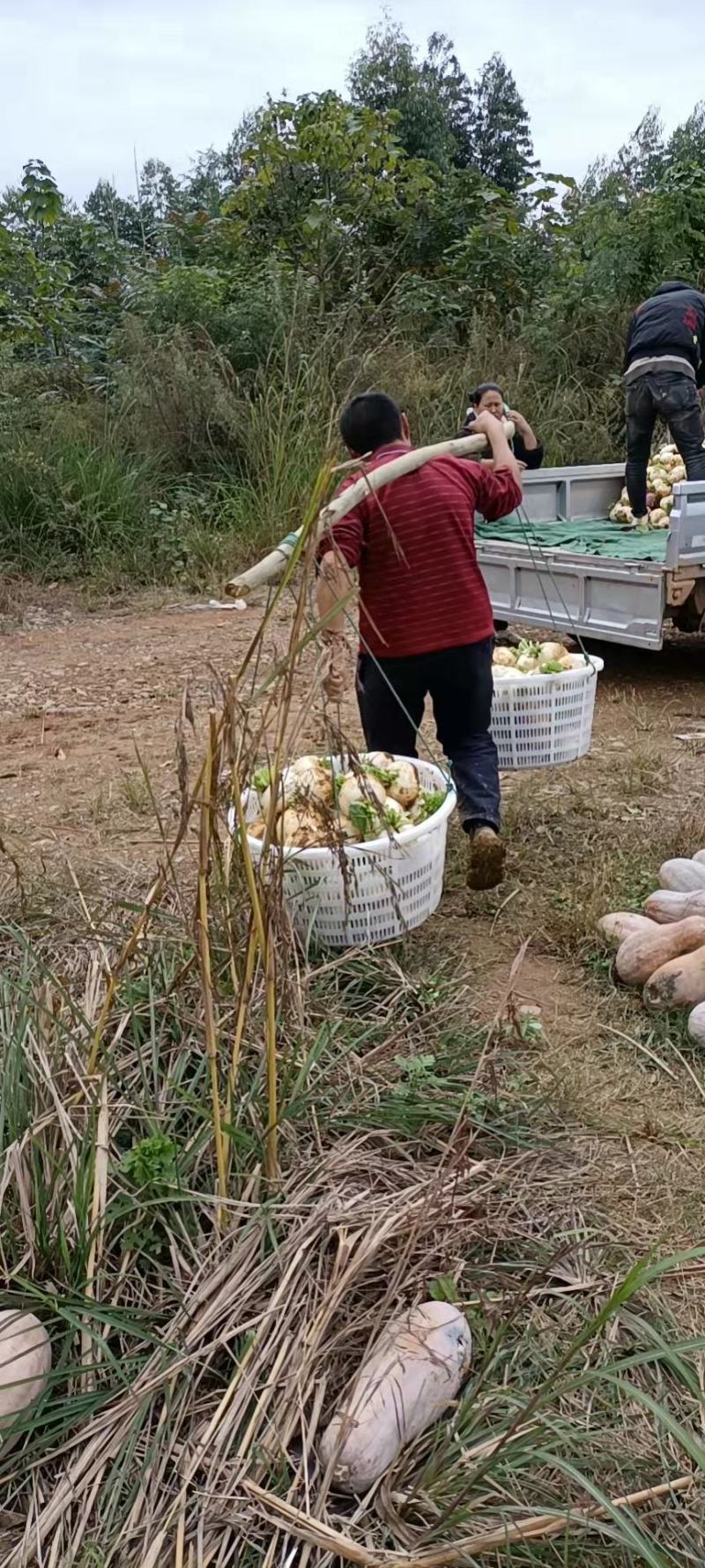 圆根甜罗卜