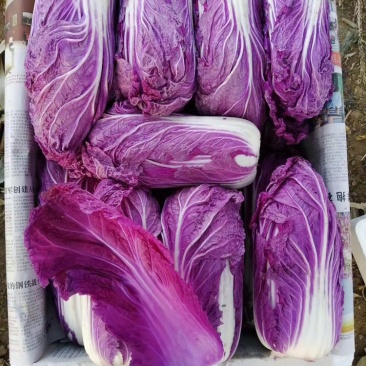 紫白菜凉拌沙拉脆爽可口山东紫白菜常年供应特菜野菜