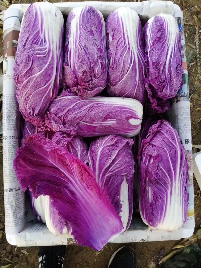 紫白菜凉拌沙拉脆爽可口山东紫白菜常年供应特菜野菜