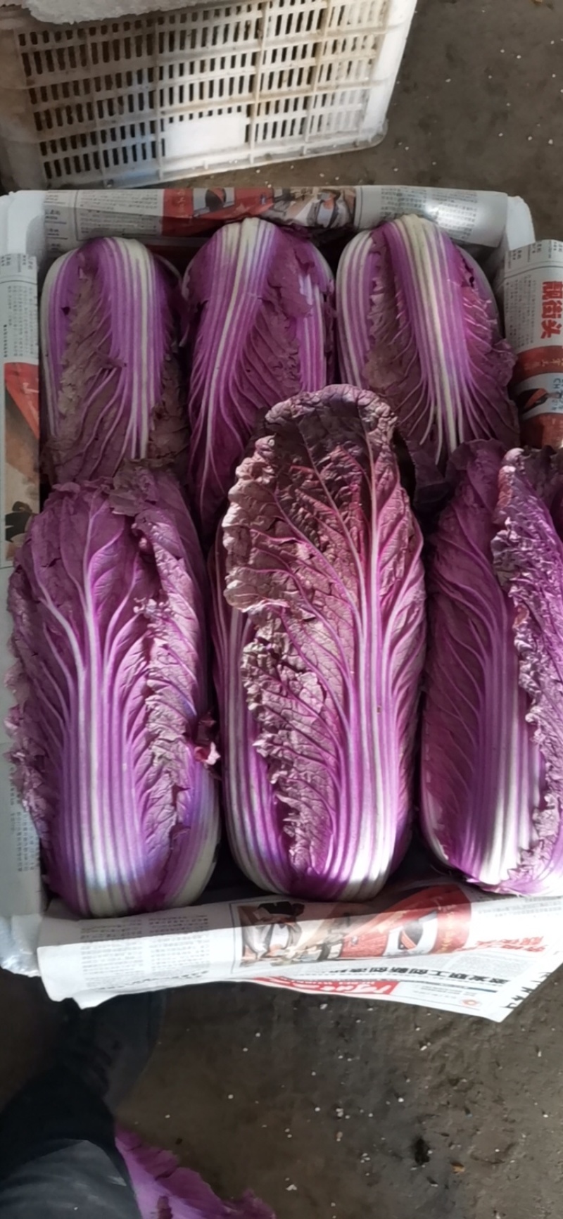 紫白菜凉拌沙拉脆爽可口山东紫白菜常年供应特菜野菜