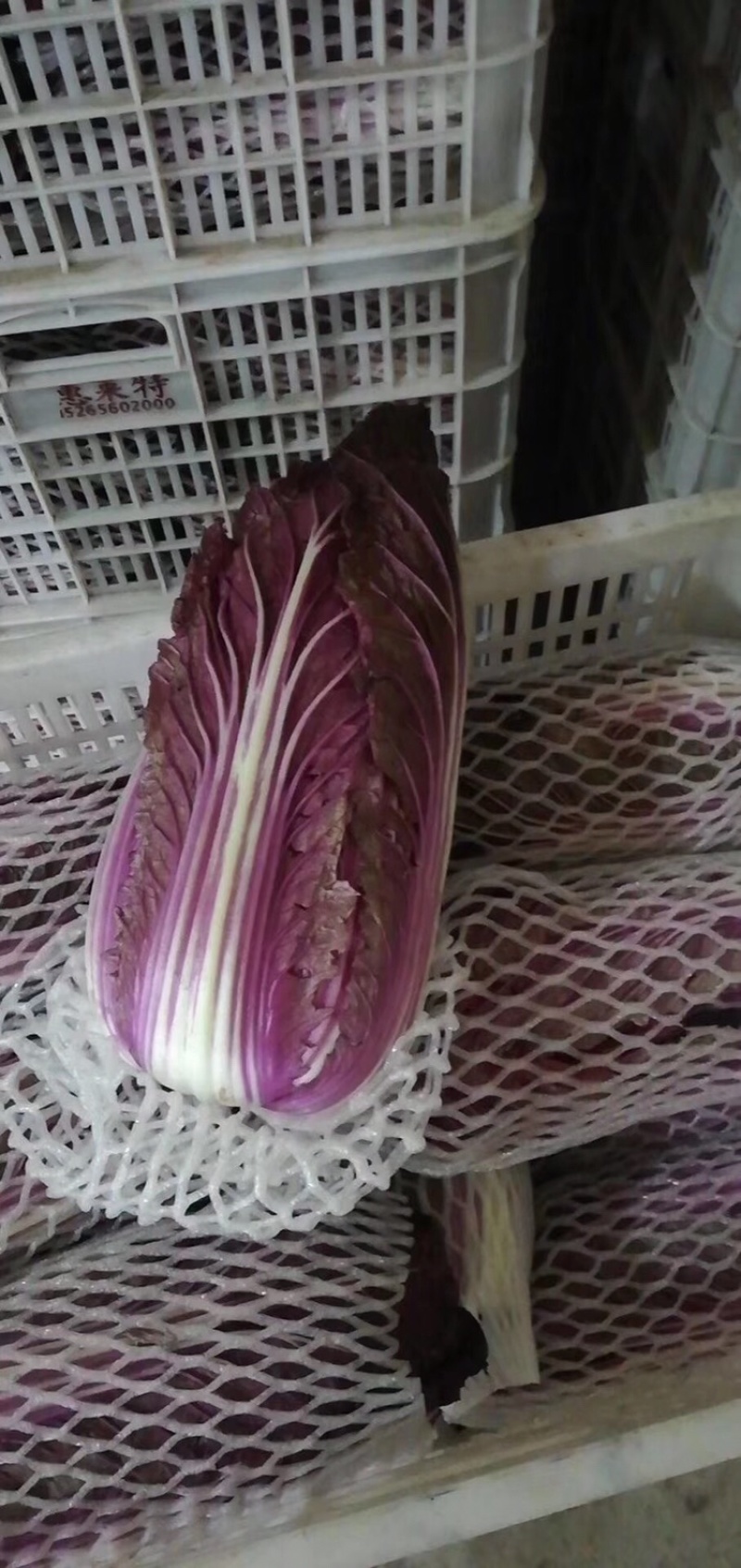 紫白菜凉拌沙拉脆爽可口山东紫白菜常年供应特菜野菜