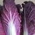 紫白菜凉拌沙拉脆爽可口山东紫白菜常年供应特菜野菜