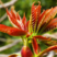 红油香椿种子速生香椿种子四季易种红叶香椿净籽纯新货
