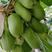 软枣猕猴桃苗含维C特别高，含糖量24高产基地直供