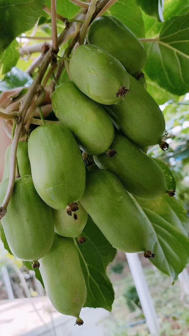 软枣猕猴桃苗含维C特别高，含糖量24高产基地直供