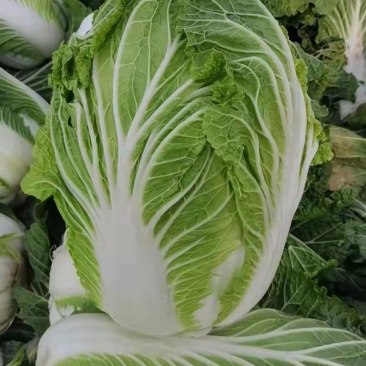大白菜