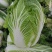 大白菜
