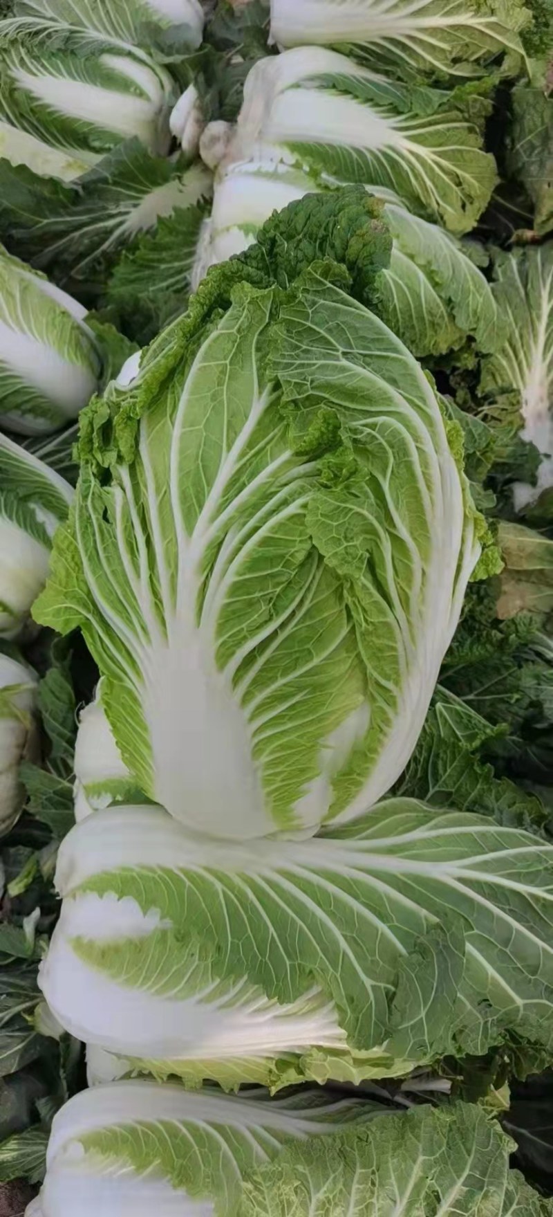 大白菜