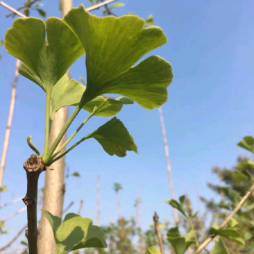银杏树苗白果树苗药食同源绿化专用