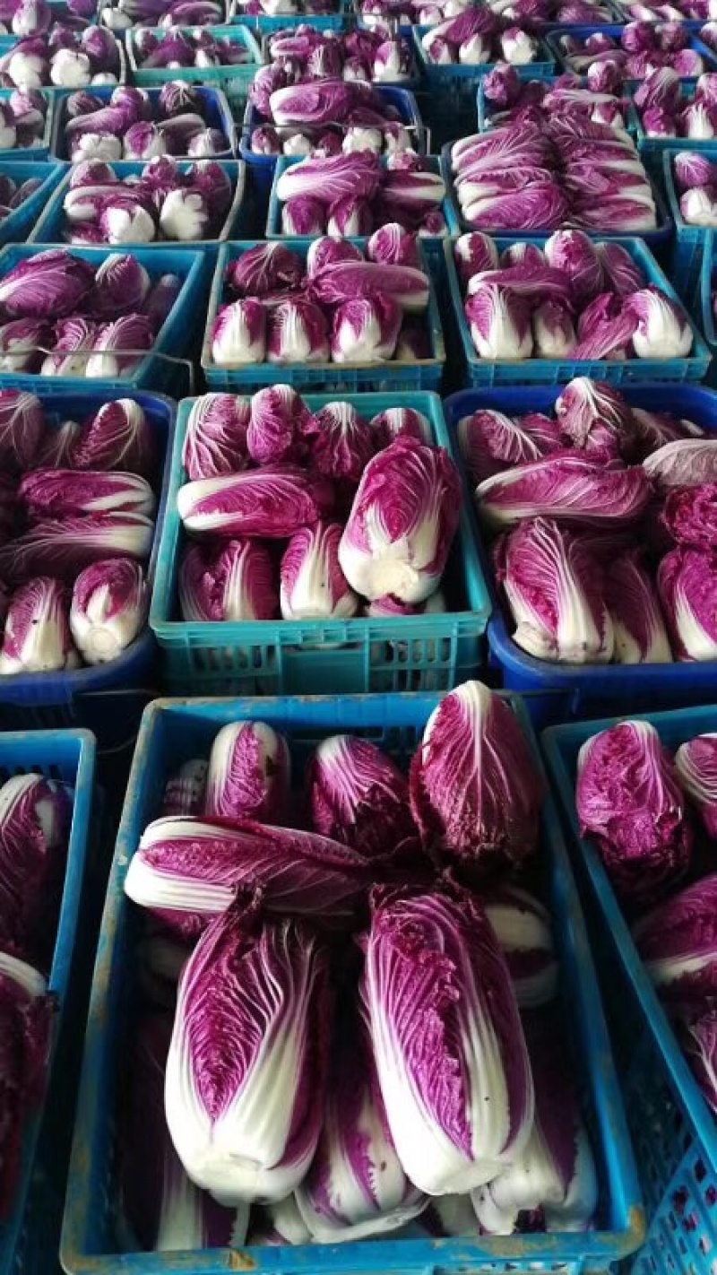 紫白菜凉拌沙拉脆爽可口山东紫白菜常年供应特菜野菜