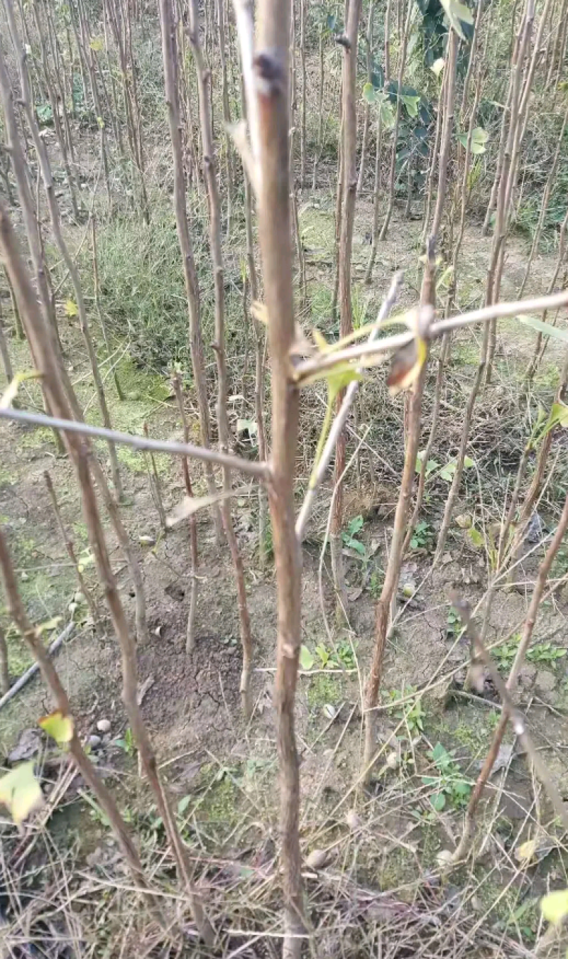 银杏树苗白果树苗药食同源绿化专用