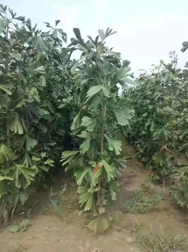 银杏树苗白果树苗药食同源绿化专用
