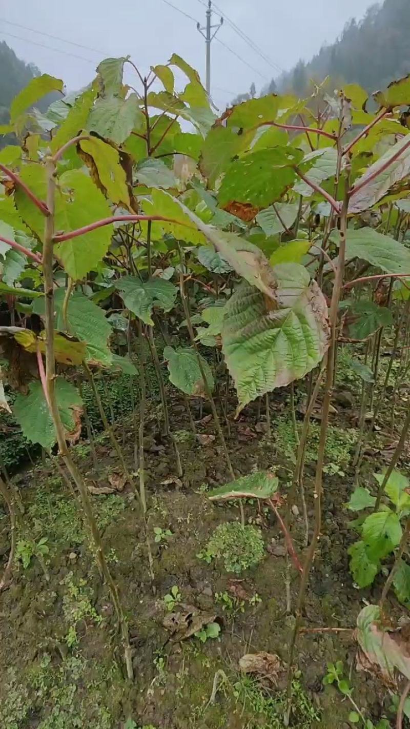 珙桐苗