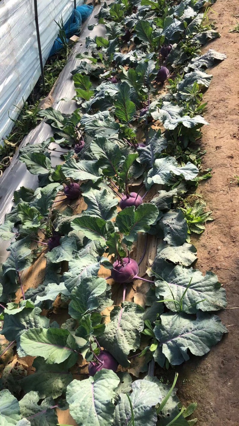 红波菜四季红红丕兰山东红波菜淄博红波菜常年供野菜
