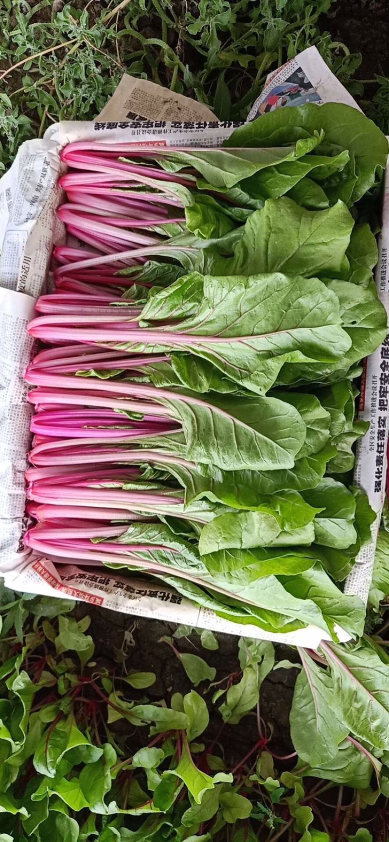 红波菜四季红红丕兰山东红波菜淄博红波菜常年供野菜