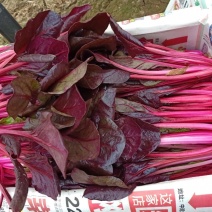 红波菜四季红红丕兰山东红波菜淄博红波菜常年供野菜