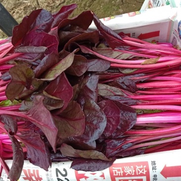 红波菜四季红红丕兰山东红波菜淄博红波菜常年供野菜