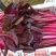 红波菜四季红红丕兰山东红波菜淄博红波菜常年供野菜