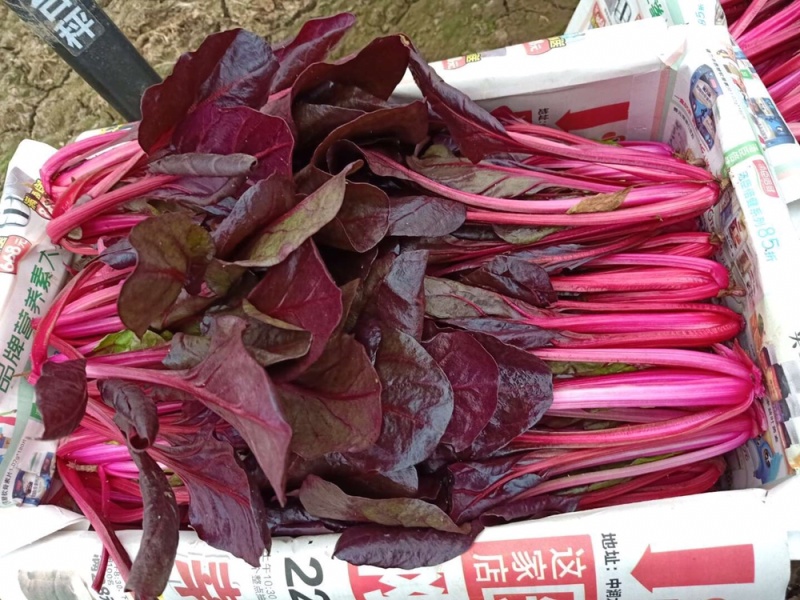红波菜四季红红丕兰山东红波菜淄博红波菜常年供野菜