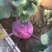 红波菜四季红红丕兰山东红波菜淄博红波菜常年供野菜