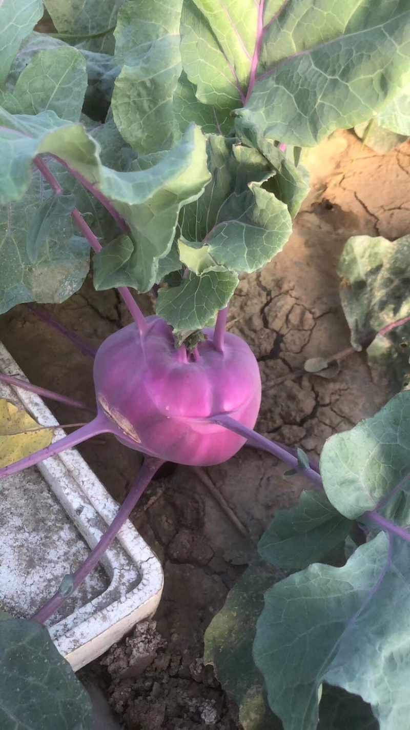 红波菜四季红红丕兰山东红波菜淄博红波菜常年供野菜