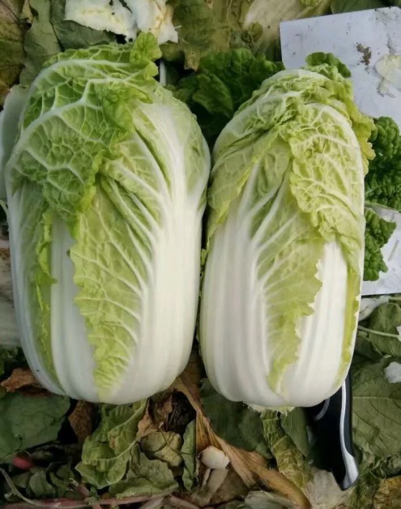 精品苏北娃娃菜大量供应中，欢迎客商来选购