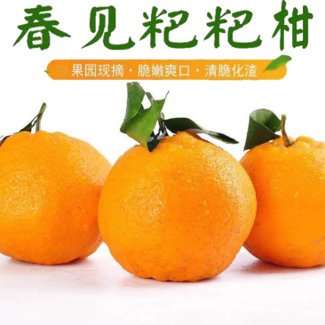 四川粑粑柑春见柑橘基地一手货源，支持全国代发，协助物流